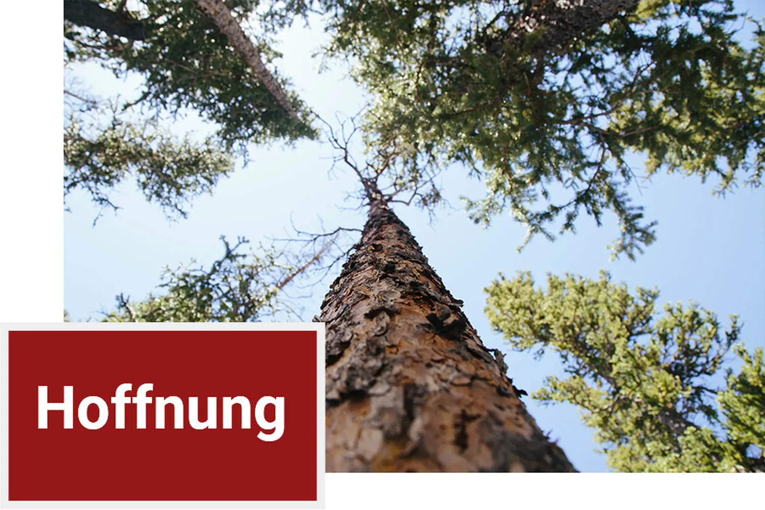 Bäume von Die Glückschmiede 