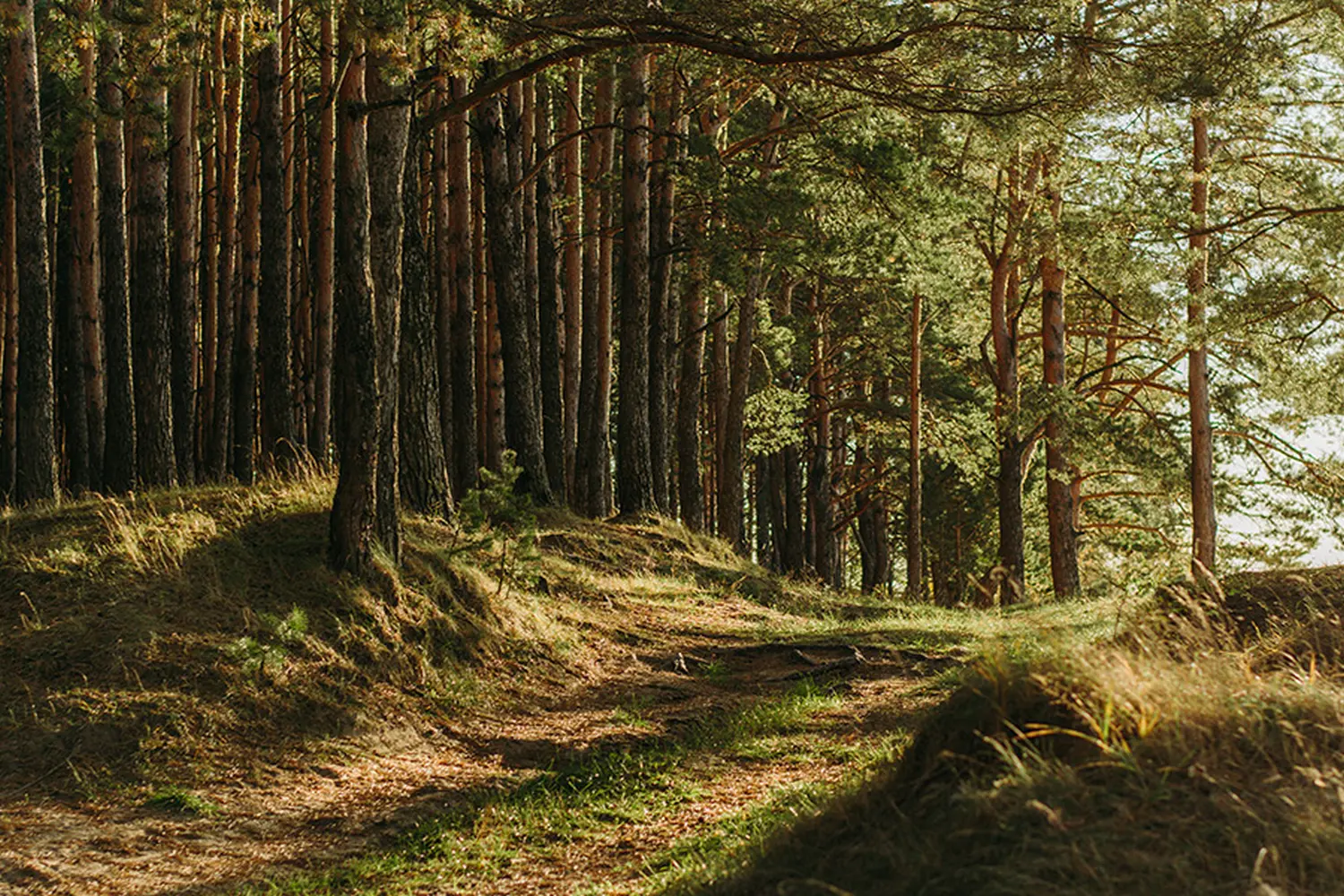 Wald von Die Glückschmiede 
